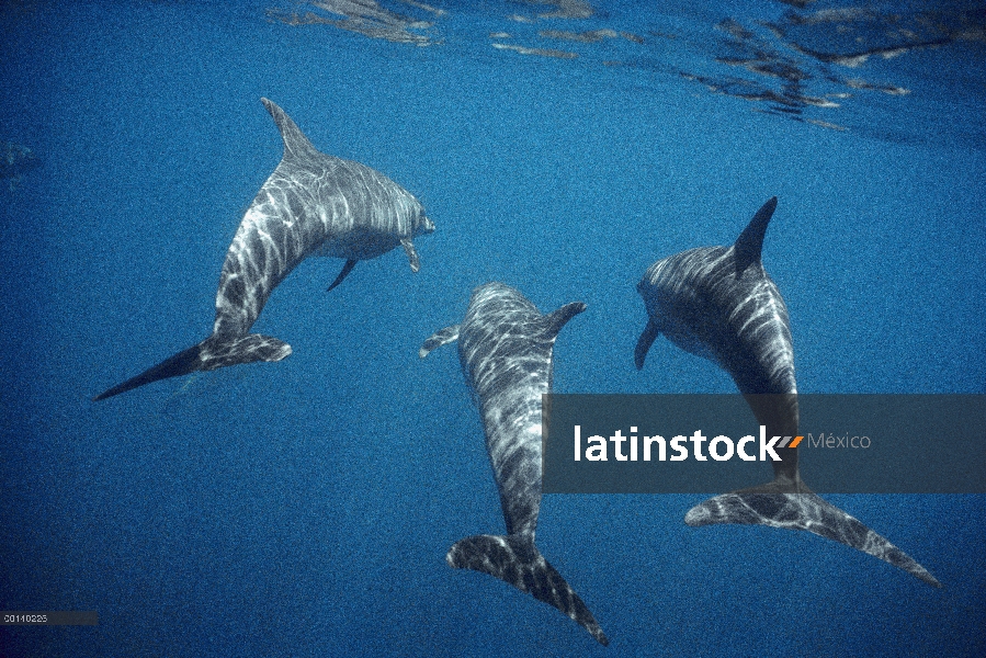 Bajo el agua, trío de tonina Delfín (Tursiops truncatus) Roca Redonda, Islas Galápagos, Ecuador