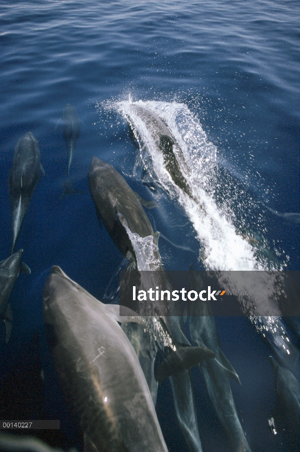 Grupo de delfines (Tursiops truncatus) mular superficie, Isla Santiago, Galápagos, Ecuador