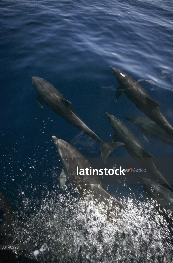 Grupo de delfines (Tursiops truncatus) mular superficie, Isla Santiago, Galápagos, Ecuador