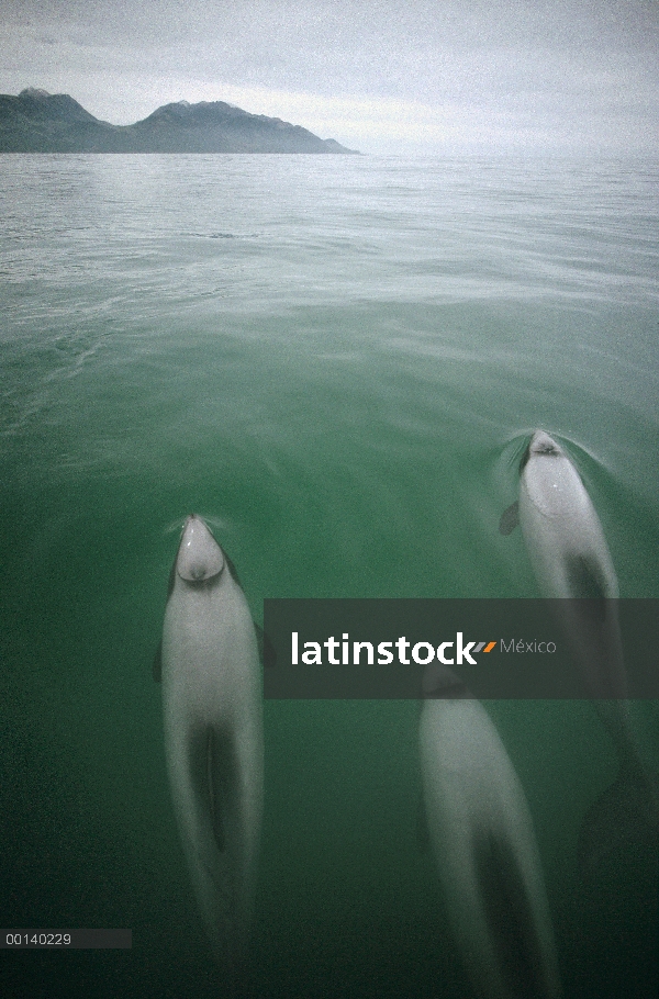 Vaina pequeña de Héctor Delfín (Cephalorhynchus hectori) en aguas costeras, Kaikoura, Isla Sur, Nuev