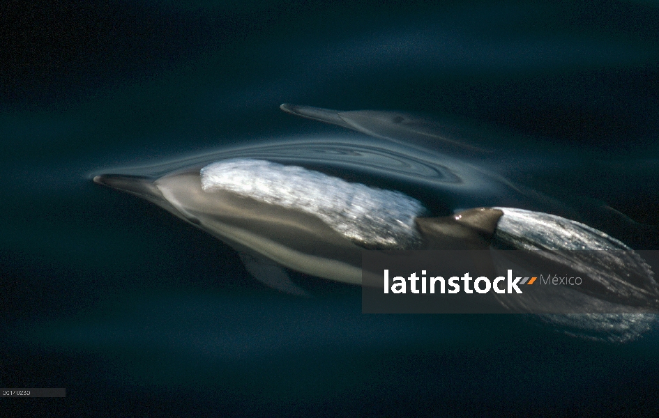 Delfín común (Delphinus delphis) superficie, Baja California, México