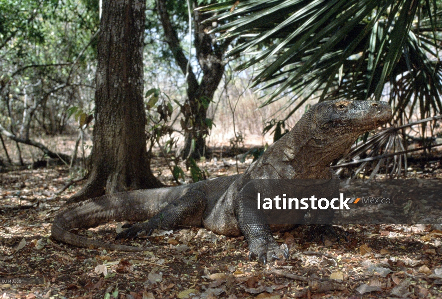 Gran macho de dragón de Komodo (Varanus komodoensis) en Monzón seco típico bosque hábitat, Parque Na