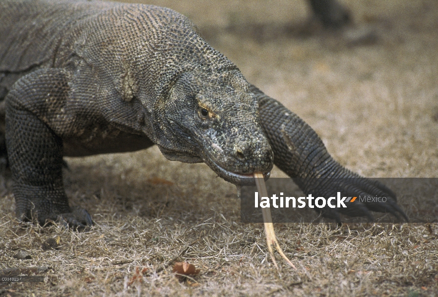 Dragón de Komodo (komodoensis de Varanus) hombre grande tierra de aroma con especializados de prueba