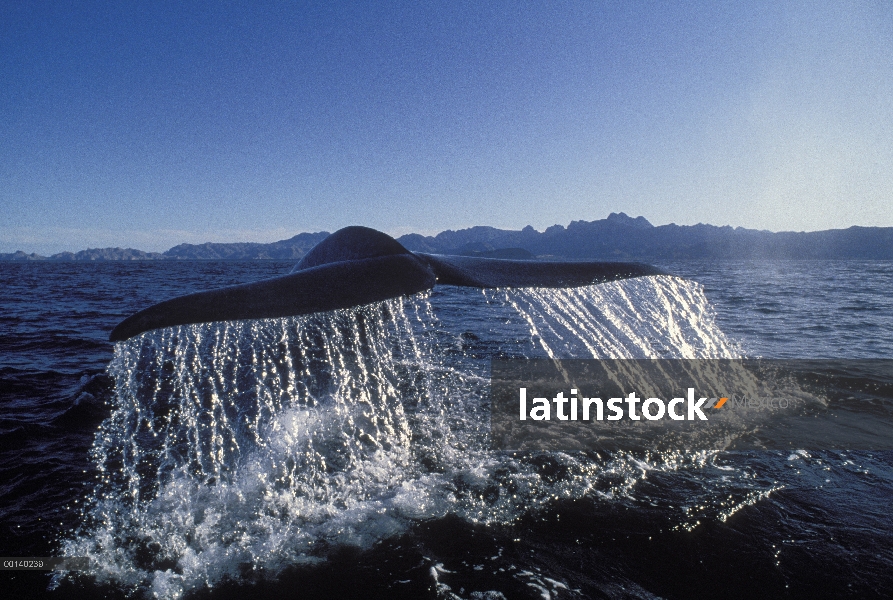 Ballena azul (Balaenoptera musculus) cola, mar de Cortés, Baja California, México