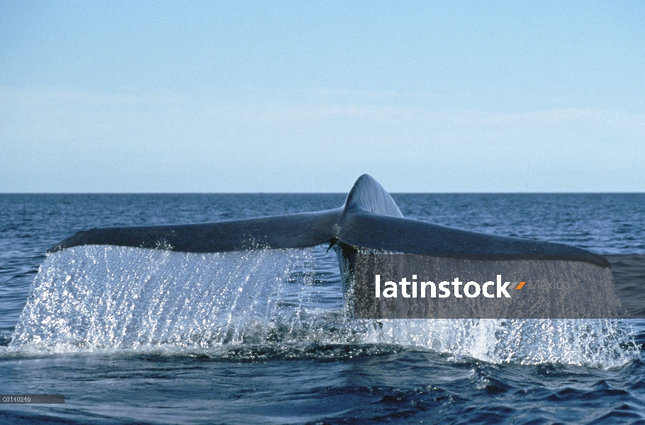 Ballena azul (Balaenoptera musculus) cola, mar de Cortés, Baja California, México