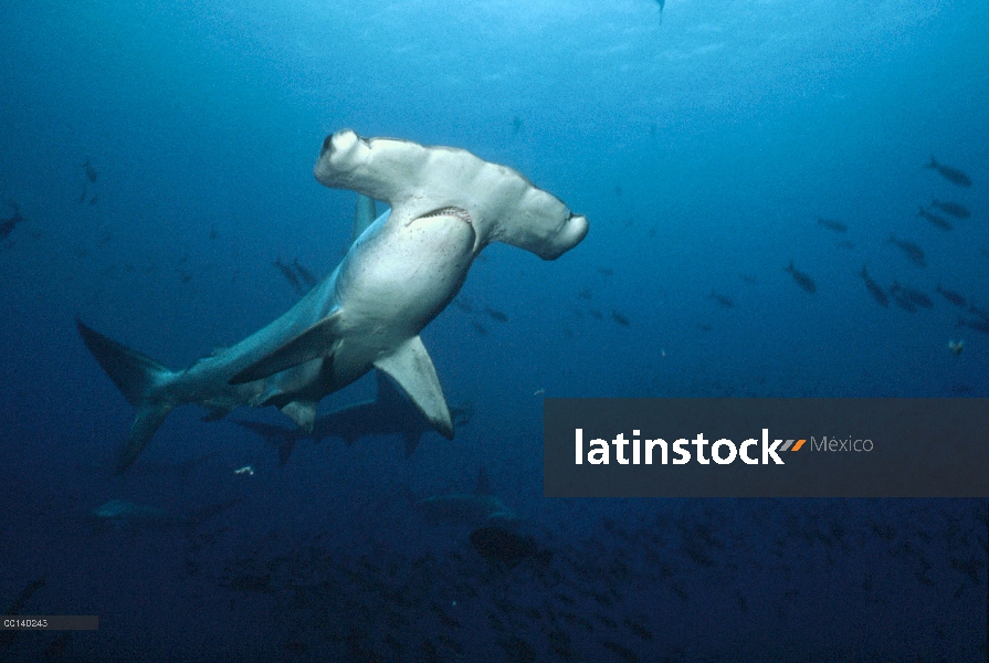 Festoneado tiburón martillo (Sphyrna lewini) escolaridad a lo largo de la pared profunda, Isla Wenma