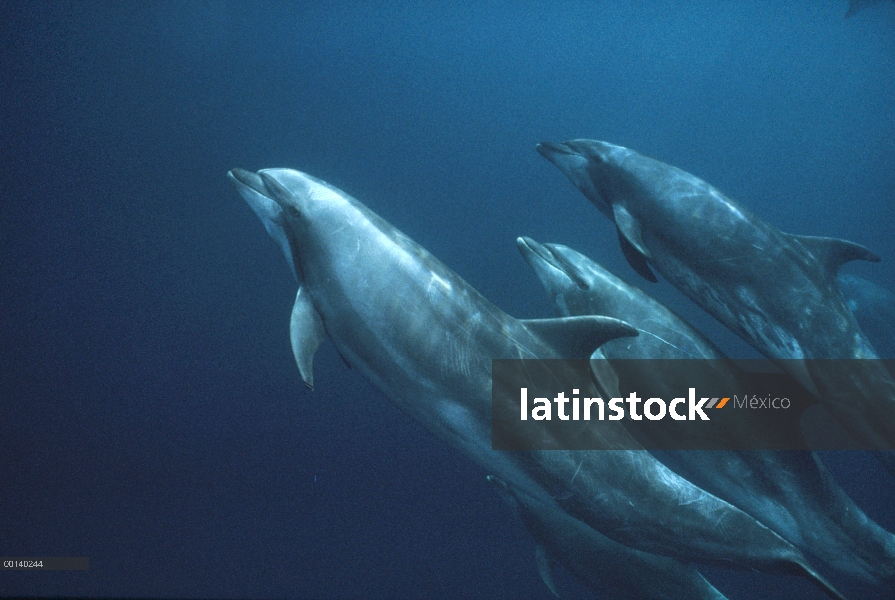 Grupo submarino tonina Delfín (Tursiops truncatus), Roca Redonda, Islas Galápagos, Ecuador