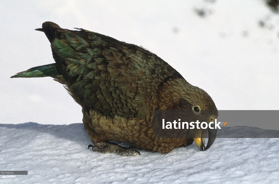 Endémica de Kea (Nestor notabilis), alimentándose en los campos de nieve por encima de la línea de á