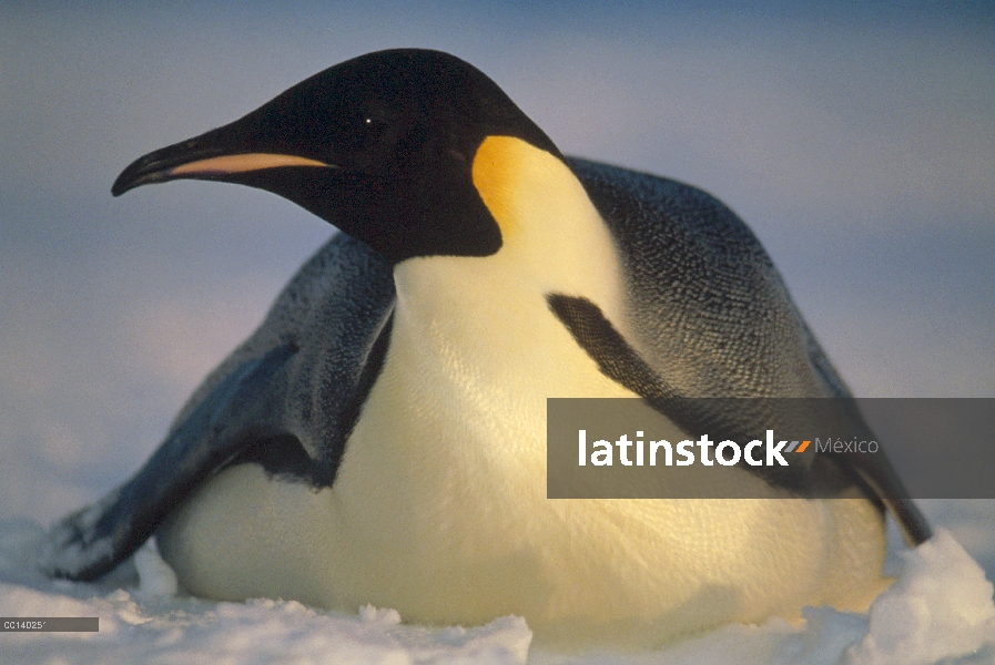 Pingüino emperador (Aptenodytes forsteri) retrato, princesa Marta Costa, mar de Weddell, Antártida