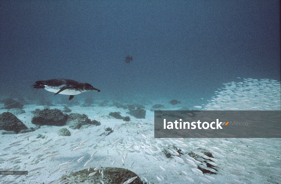 Pingüino de Galápagos (Spheniscus mendiculus) nadar bajo el agua, Isla Bartolomé, Galápagos, Ecuador