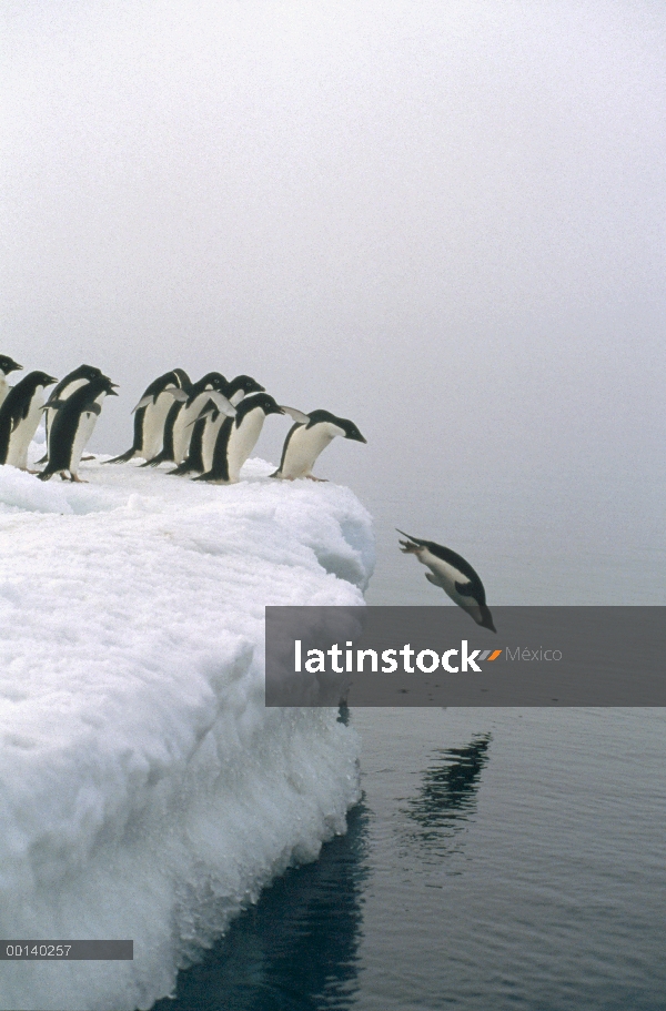 Grupo del pingüino de Adelia (Pygoscelis adeliae) se reúne para éxodo masivo para seguridad contra f