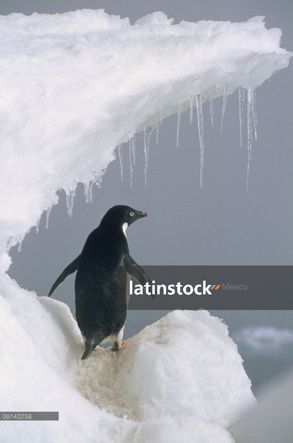 Pingüino de Adelia (Pygoscelis adeliae) adulto, mar de Ross, Antártida