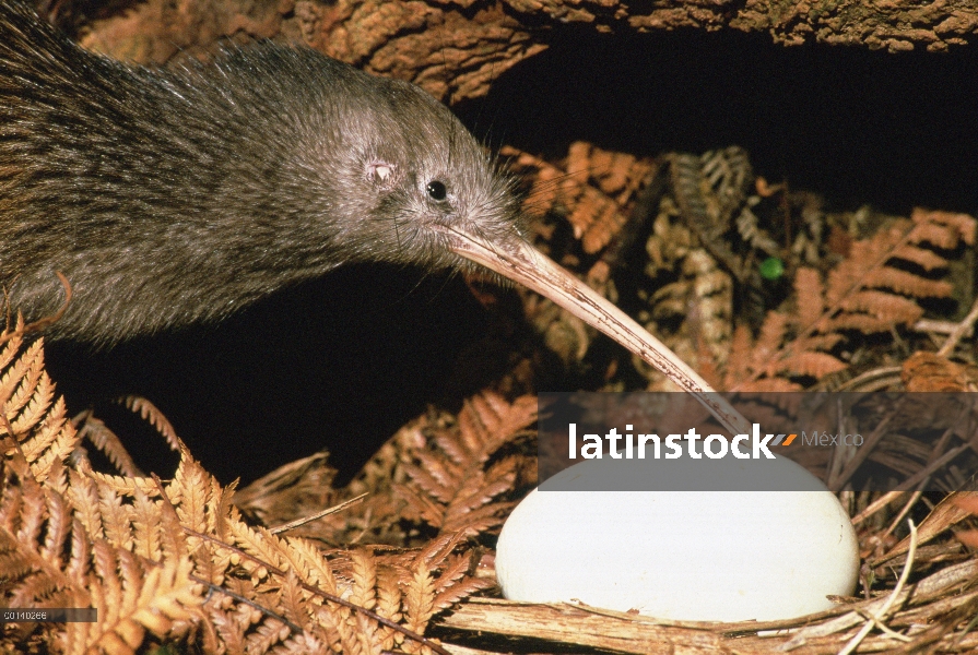 Padre del norte isla Brown Kiwi (Apteryx australis mantelli) con huevo, / nOtorohanga criadero, Nuev