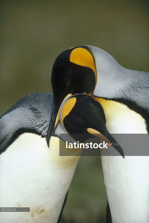 Pareja de pingüino rey (Aptenodytes patagonicus) cortejar, punta voluntario, las Islas Malvinas