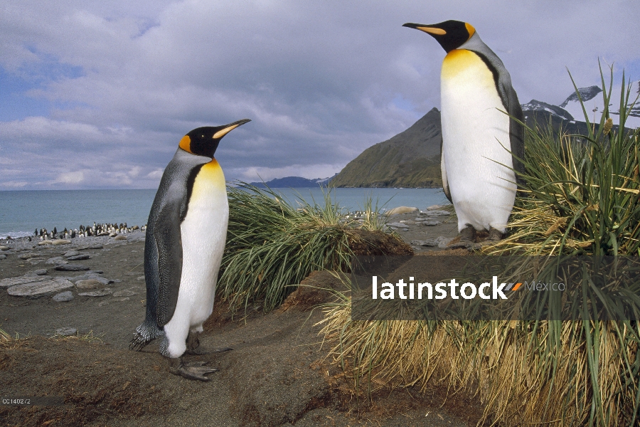 Par de pingüino rey (Aptenodytes patagonicus) en mata de hierba, Puerto de oro, isla de Georgia del 