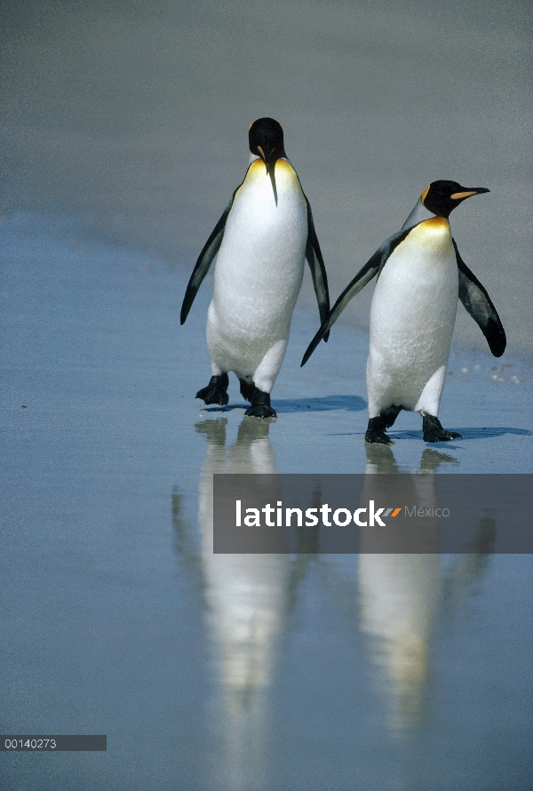 Par de Penguin (Aptenodytes patagonicus) en el aterrizaje de las Islas Malvinas de playa, punta volu