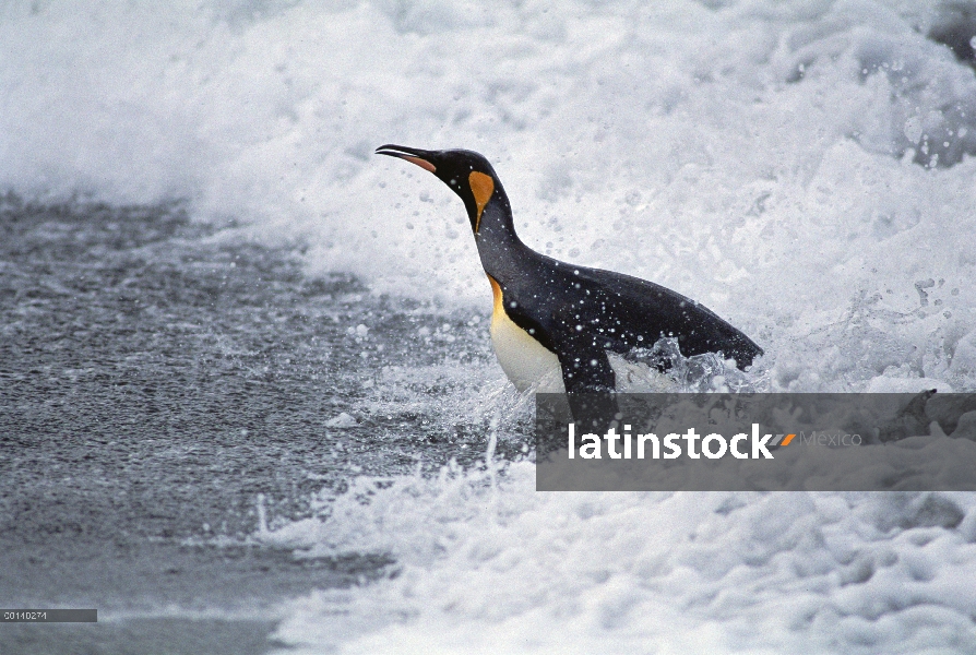 Adulto de pingüino rey (Aptenodytes patagonicus) aterrizaje en la playa, Puerto de oro, Georgia del 