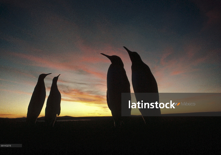 Grupo del pingüino rey (Aptenodytes patagonicus) con puesta del sol del verano austral, punta volunt