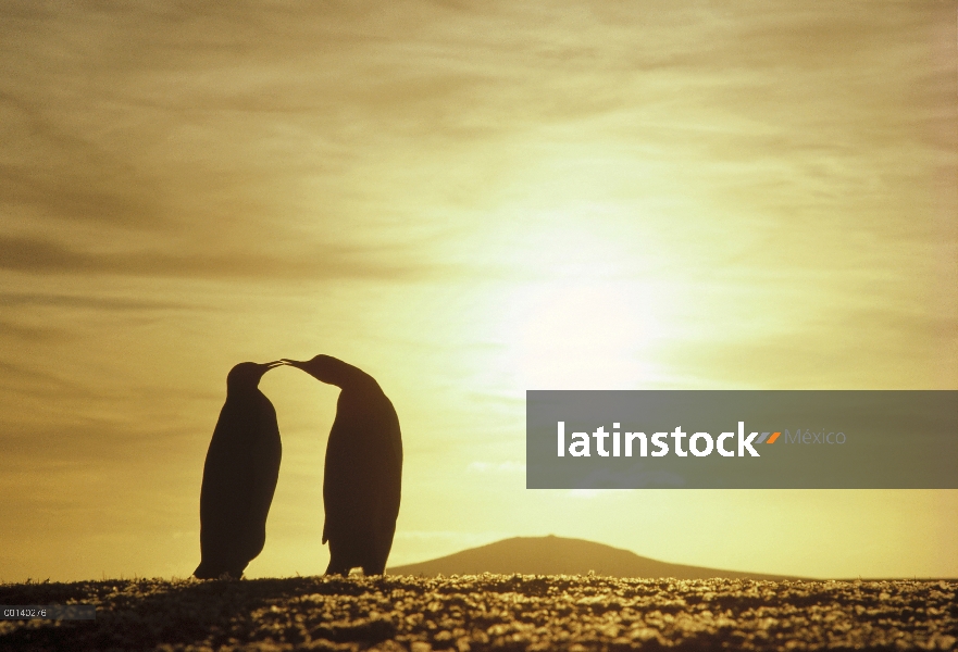 Pareja de pingüino rey (Aptenodytes patagonicus) Silueta con puesta del sol del verano austral, punt