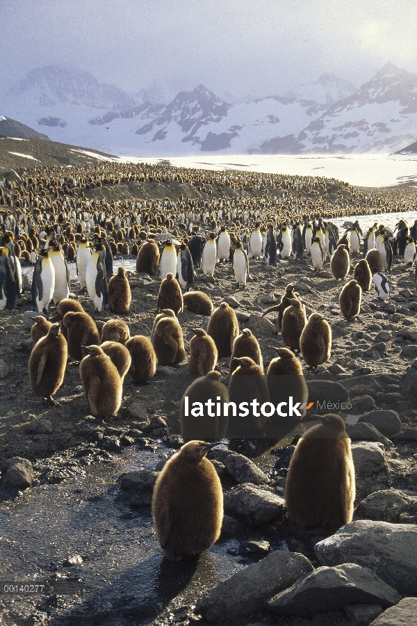 Colonia de pingüino rey (Aptenodytes patagonicus) con pollos a lo largo de una corriente glacial, St