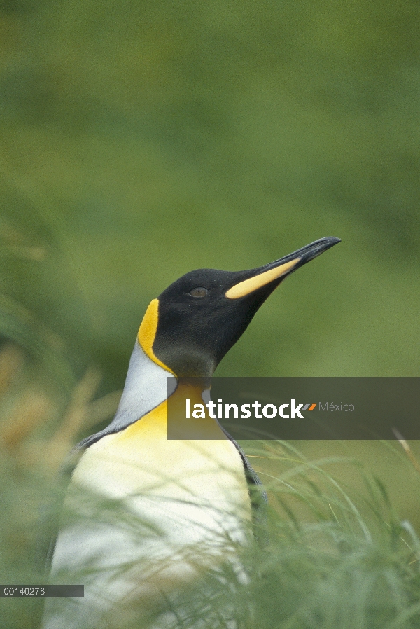 Pingüino rey (Aptenodytes patagonicus) en pasto tussock mostrando brillantemente coloreado auricular