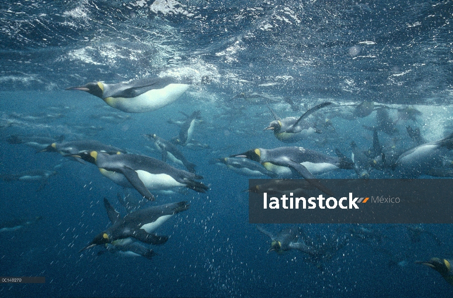 Grupo del pingüino rey (Aptenodytes patagonicus) offshore de natación bajo el agua de cría sub Antár