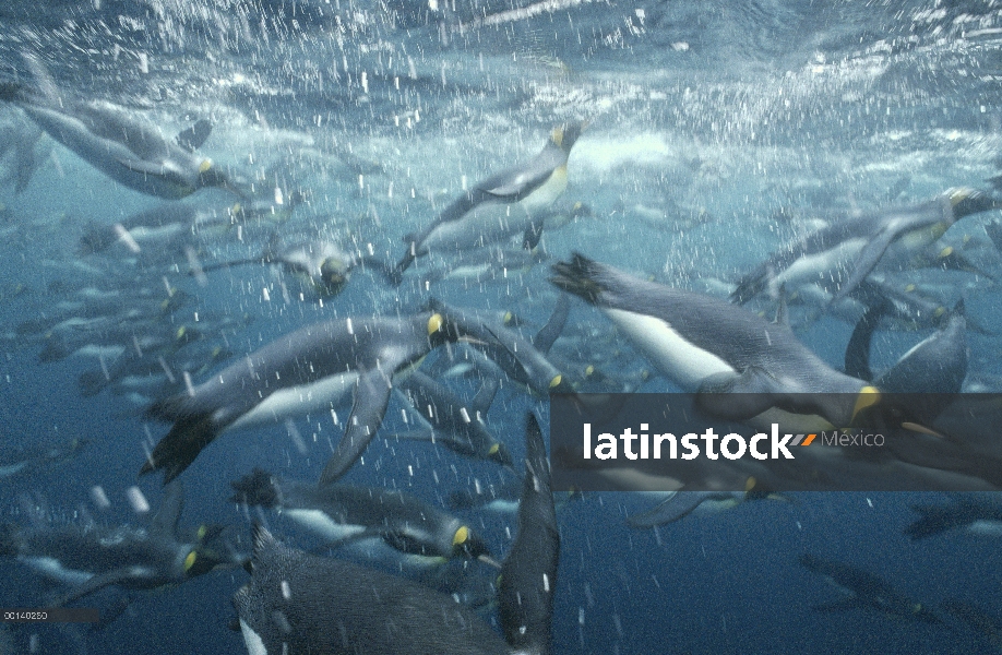 Grupo del pingüino rey (Aptenodytes patagonicus) offshore de natación bajo el agua de cría sub Antár