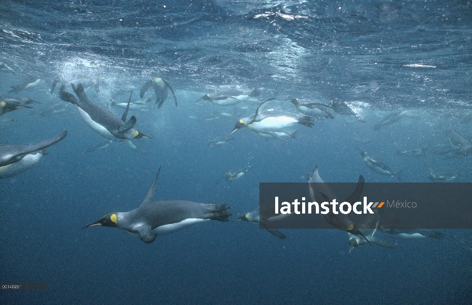 Grupo del pingüino rey (Aptenodytes patagonicus) offshore de natación bajo el agua de cría sub Antár