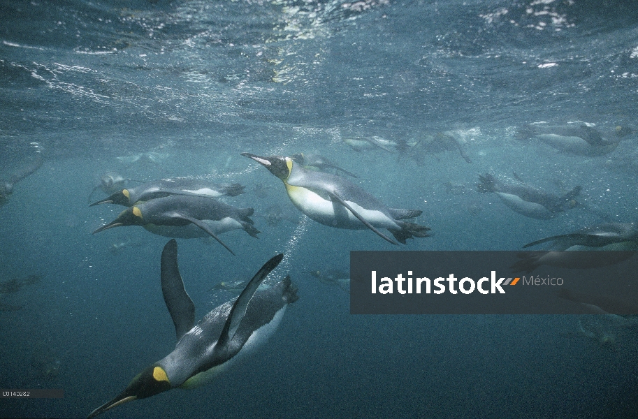 Grupo del pingüino rey (Aptenodytes patagonicus) offshore de natación bajo el agua de cría sub Antár