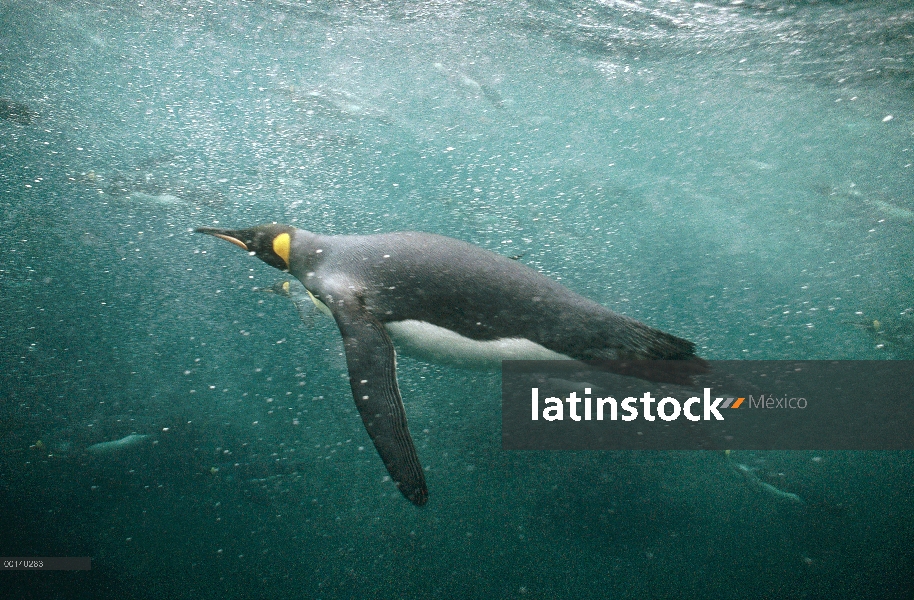 Grupo del pingüino rey (Aptenodytes patagonicus) offshore de natación bajo el agua de cría sub Antár