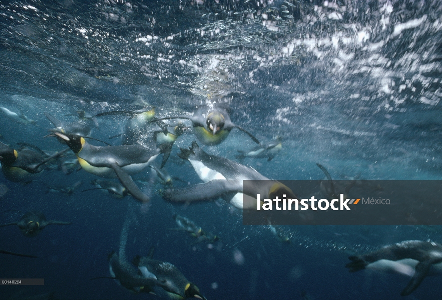 Grupo del pingüino rey (Aptenodytes patagonicus) offshore de natación bajo el agua de cría sub Antár