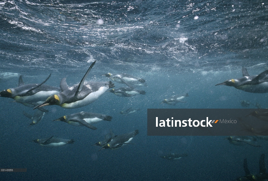 Grupo del pingüino rey (Aptenodytes patagonicus) offshore de natación bajo el agua de cría sub Antár