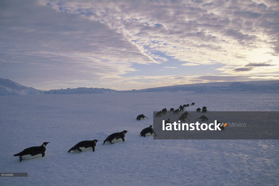 Grupo del pingüino emperador (Aptenodytes forsteri) trineo a gran distancia de hielo rápido para ani