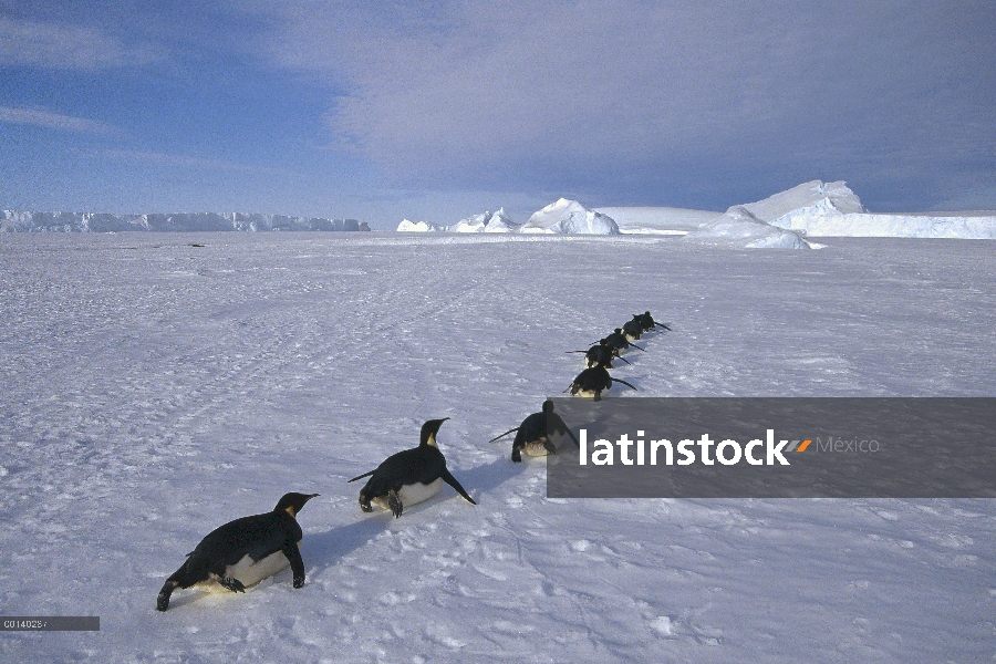 Grupo del pingüino emperador (Aptenodytes forsteri) trineo a gran distancia de hielo rápido para ani