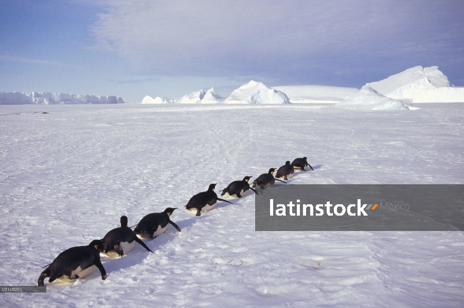 Grupo del pingüino emperador (Aptenodytes forsteri) trineo a gran distancia de hielo rápido para ani