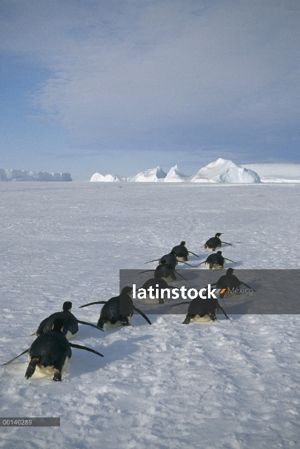 Grupo del pingüino emperador (Aptenodytes forsteri) trineo a gran distancia de hielo rápido para ani