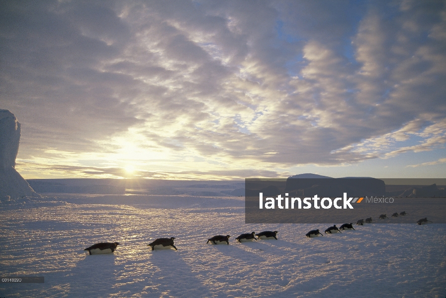 Grupo del pingüino emperador (Aptenodytes forsteri) trineo a gran distancia de hielo rápido para ani