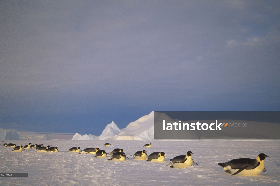 Grupo del pingüino emperador (Aptenodytes forsteri) trineo a gran distancia de hielo rápido para ani