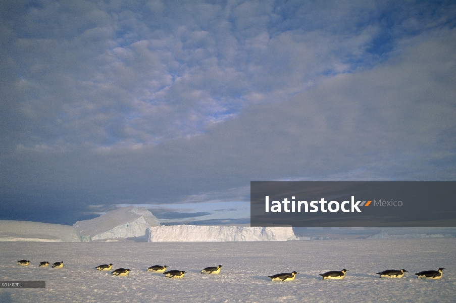 Grupo del pingüino emperador (Aptenodytes forsteri) trineo a gran distancia de hielo rápido para ani