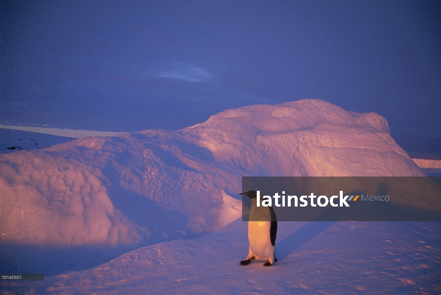 Pingüino emperador (Aptenodytes forsteri) volviendo a gran distancia de hielo rápido a Colonia, Edwa