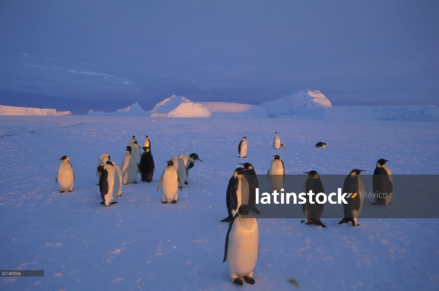 Pingüino emperador (Aptenodytes forsteri) grupo, punto Kloa, Edward VIII Golfo, Antártida