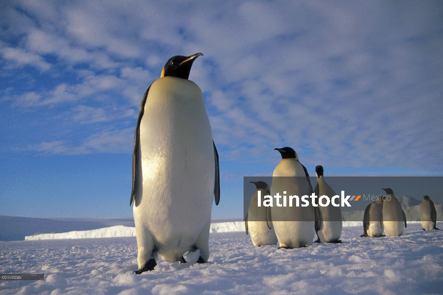 Pingüino emperador (Aptenodytes forsteri) grupo, punto Kloa, Edward VIII Golfo, Antártida