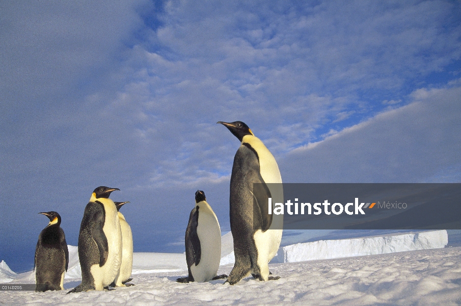 Pingüino emperador (Aptenodytes forsteri) grupo, punto Kloa, Edward VIII Golfo, Antártida