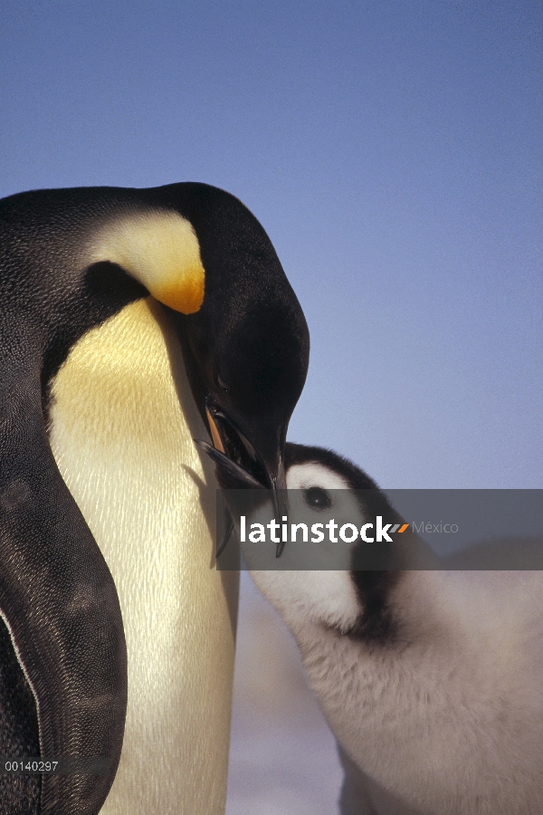 Pingüino emperador (Aptenodytes forsteri) padres alimentación chick, estante del hielo de Riiser-Lar