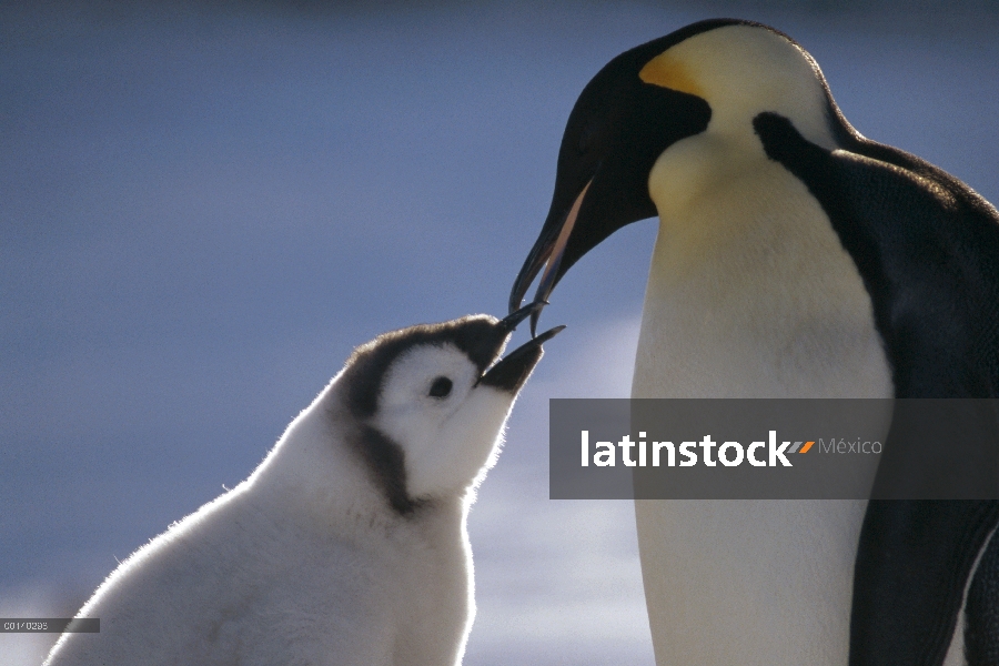 Pingüino emperador (Aptenodytes forsteri) padres alimentación chick, estante del hielo de Riiser-Lar