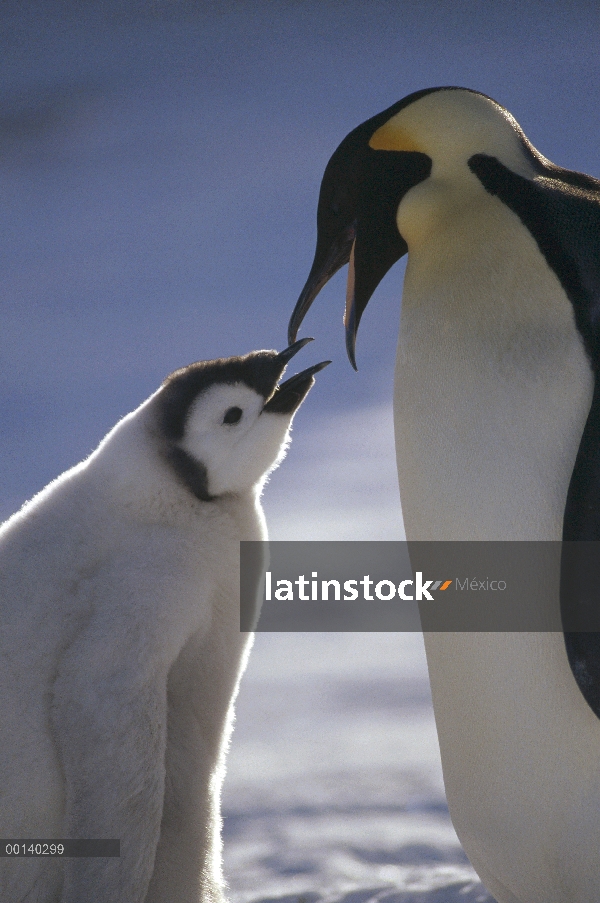 Pingüino emperador (Aptenodytes forsteri) padres alimentación chick, estante del hielo de Riiser-Lar