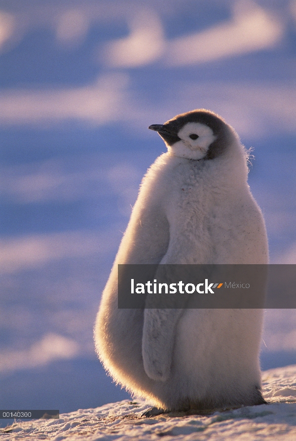 Polluelo de pingüino emperador (Aptenodytes forsteri) con el estómago abultado de alimentación recie