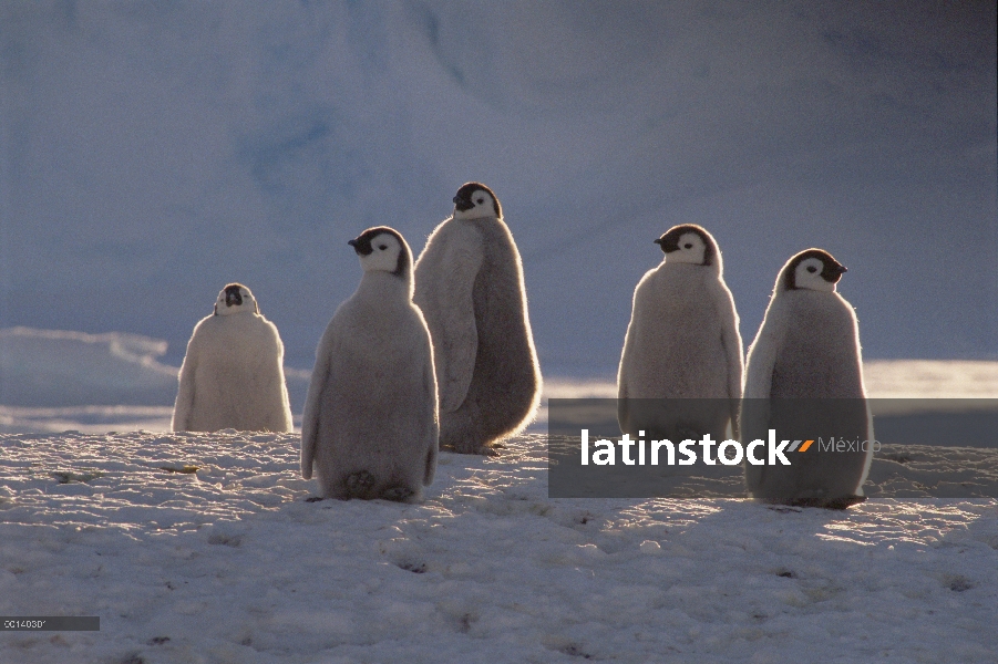 Polluelos de pingüino emperador (Aptenodytes forsteri) en la medianoche del sol, Bahía de Atka rooke