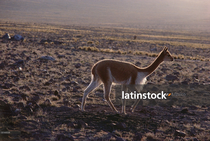 Vicuña (Vicugna vicugna) hombre, adaptadas al altiplano de andino con vegetación escasa, Reserva Nac