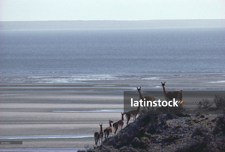 Grupo familiar de guanaco (Lama guanicoe) en escasa costeros patagónicos estepa habitat, Península V